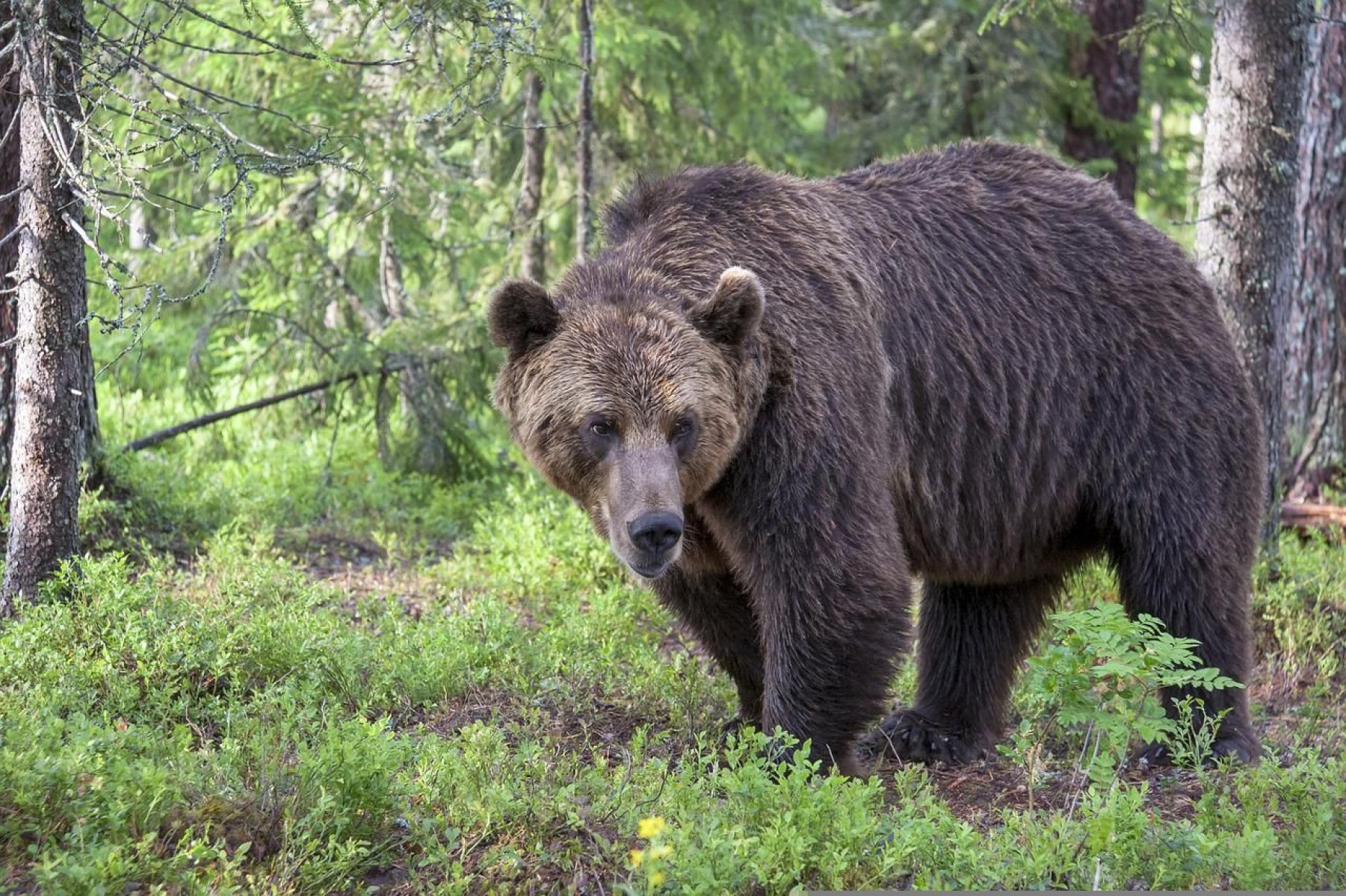 Romániában 243 medvét lőttek ki engedéllyel az utóbbi három évben
