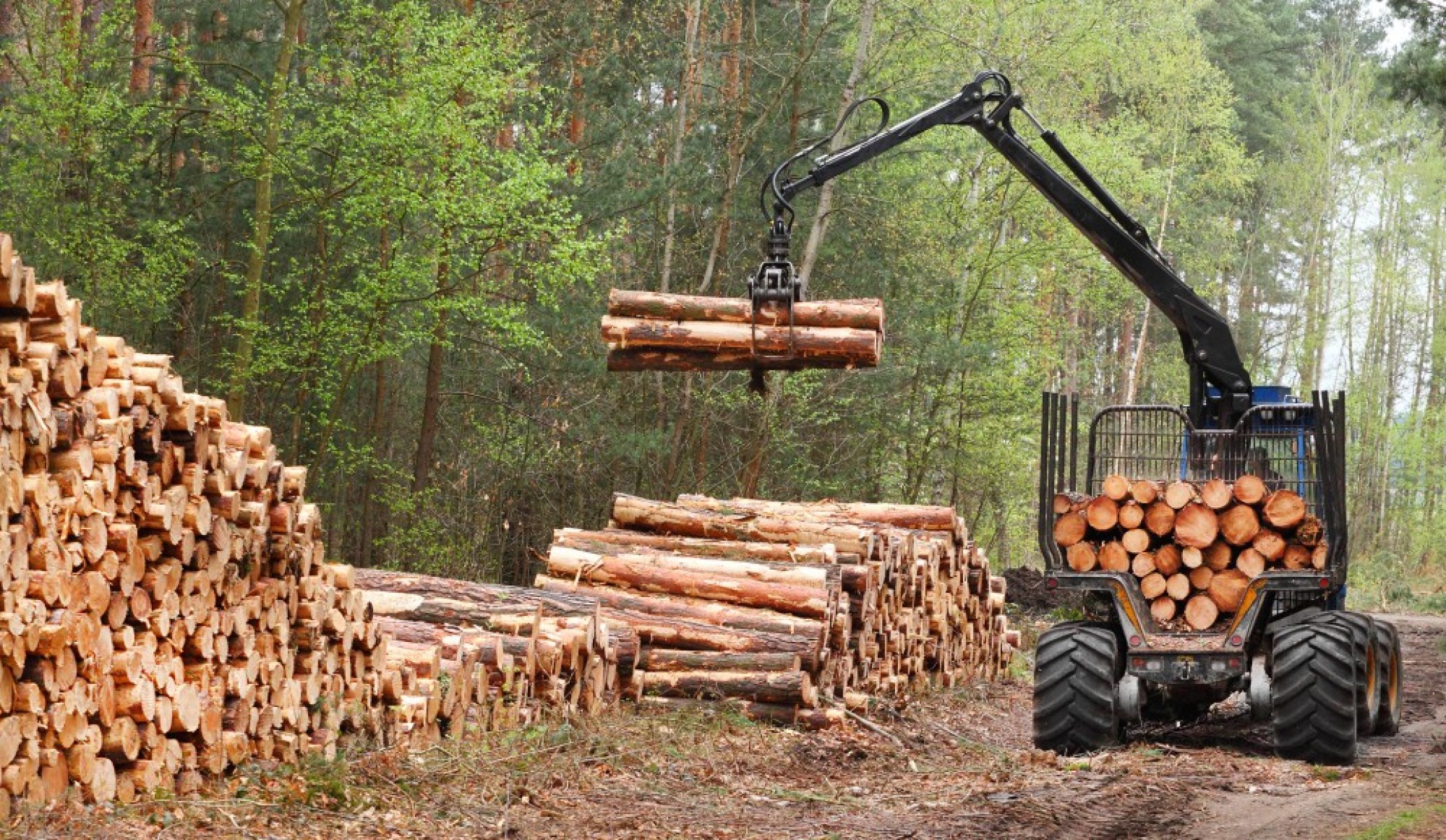 Növelték a termelési kapacitásaikat az állami erdőgazdaságok