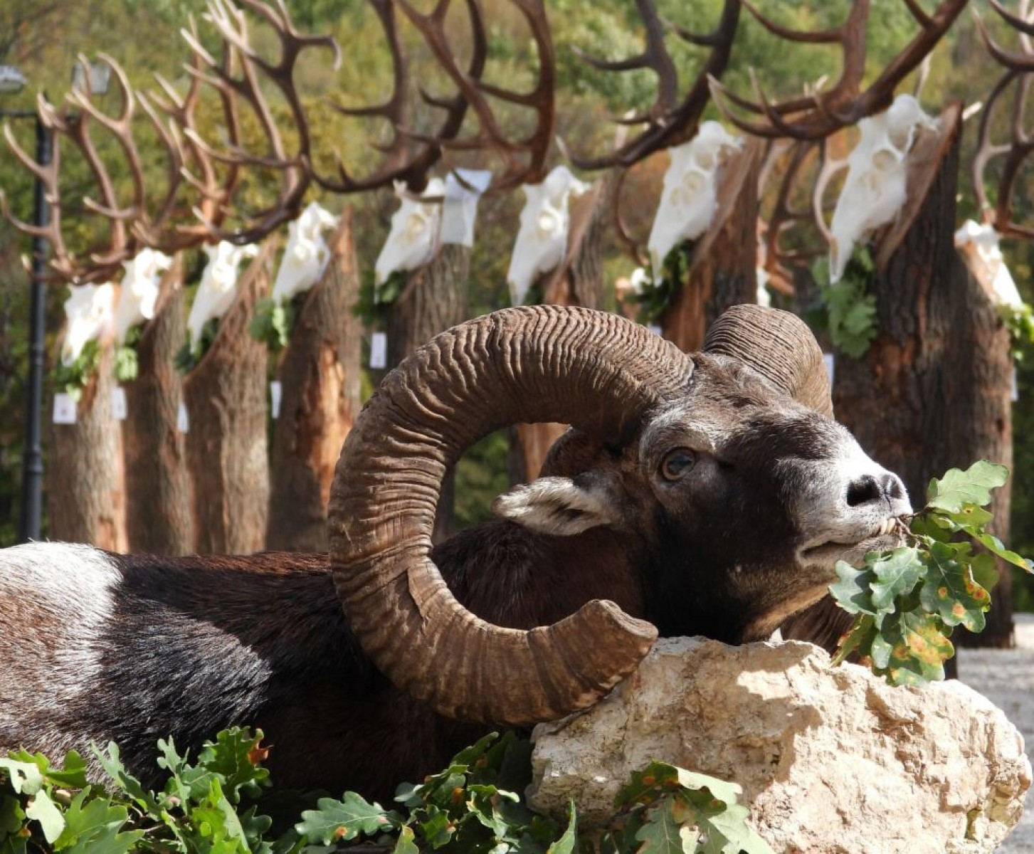 Trófeaszemle a Vergánál: a Zirci Erdészetnél esett a legnagyobb trófeatömegű bika