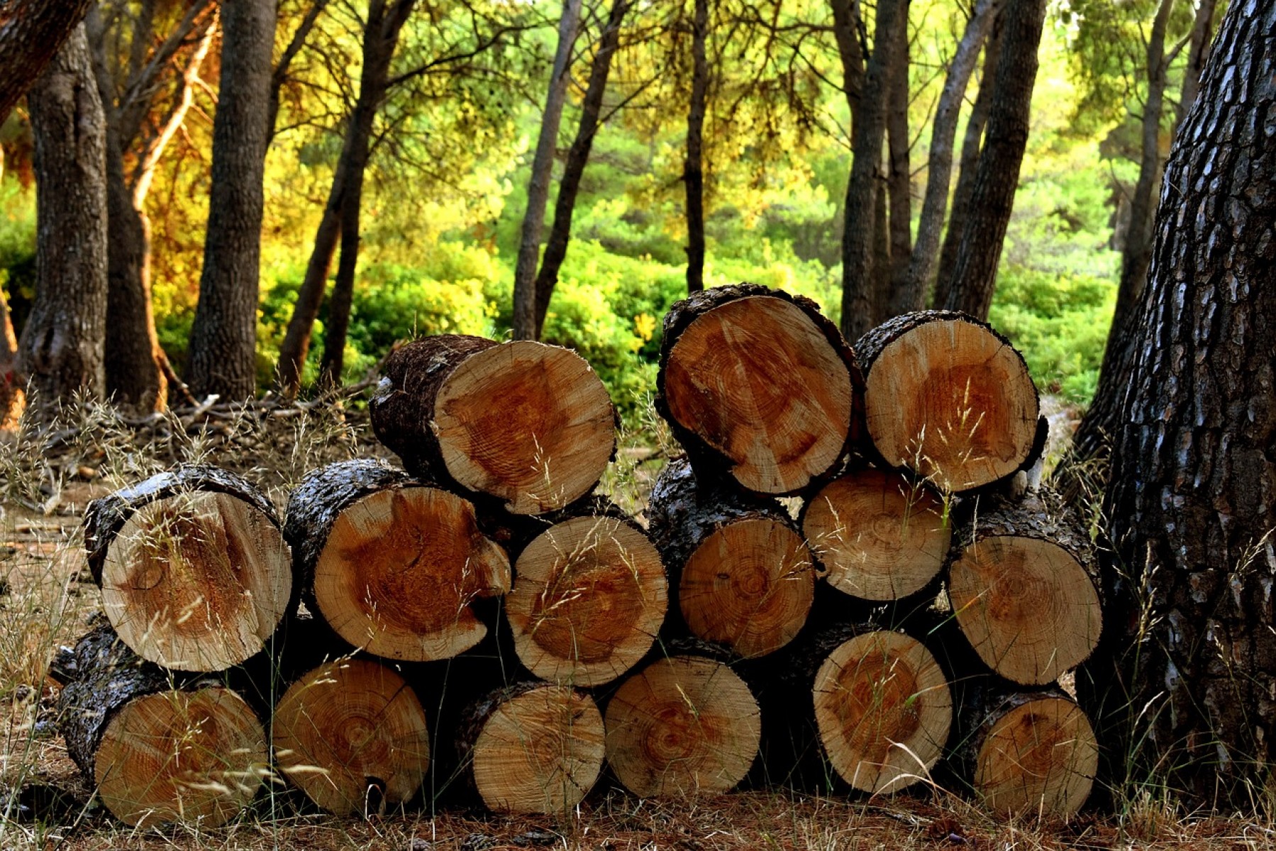 A nemzeti parkokból lopják a fát a svédek, hogy fűteni tudjanak