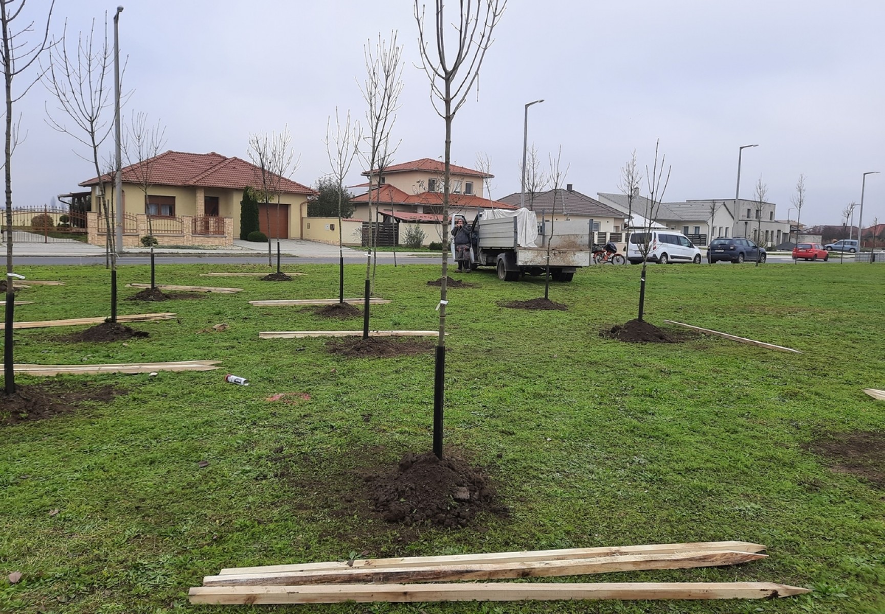Erdészek segítségével ültettek fákat Mohácson
