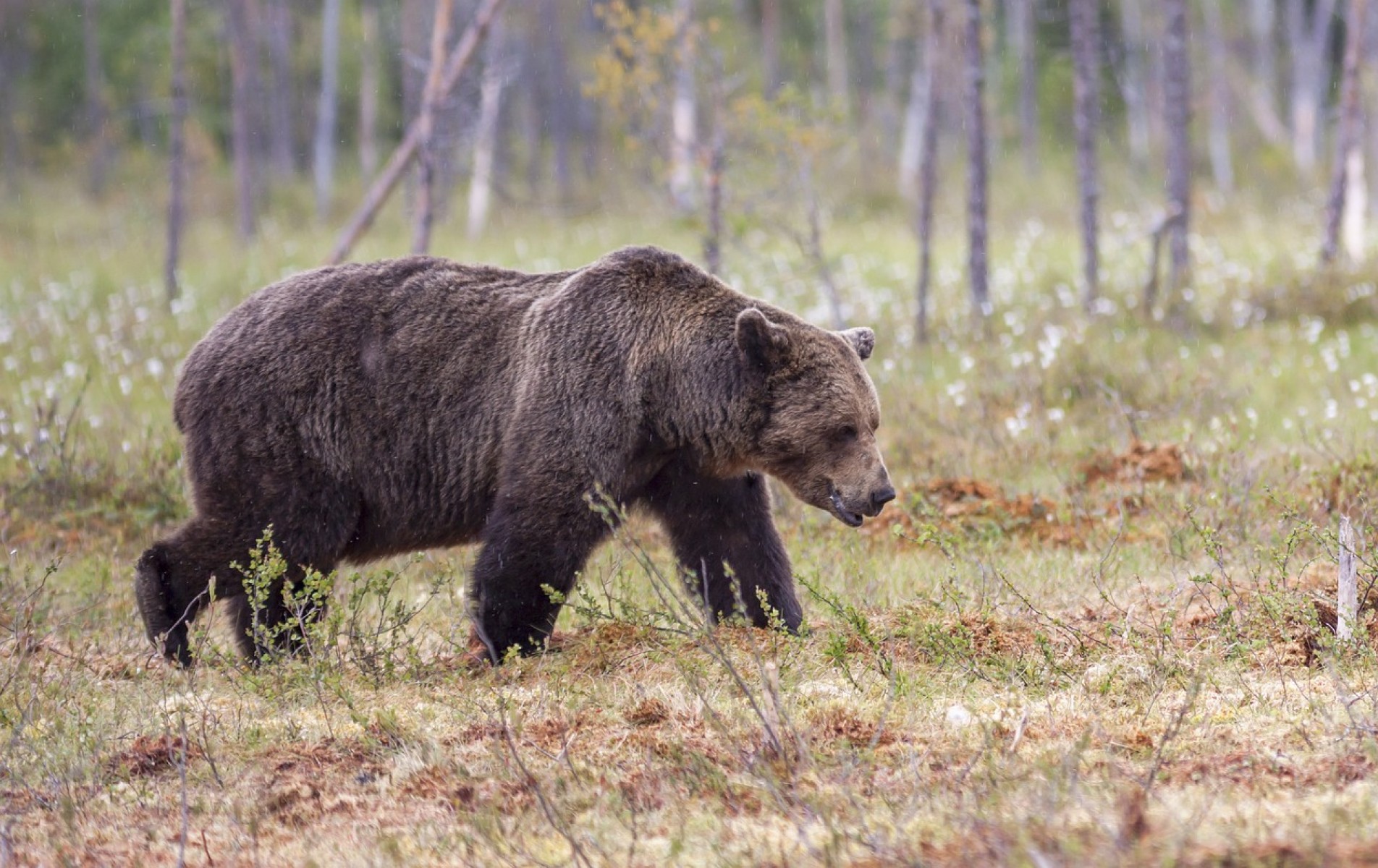 Még egyeztetnek a medvék kilövését engedélyező megelőzési kvótáról