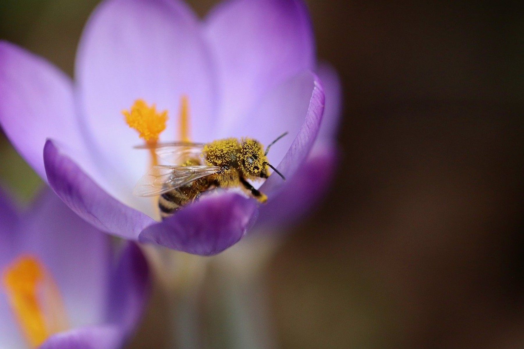 A klímaváltozás a méhek életére sincs tekintettel
