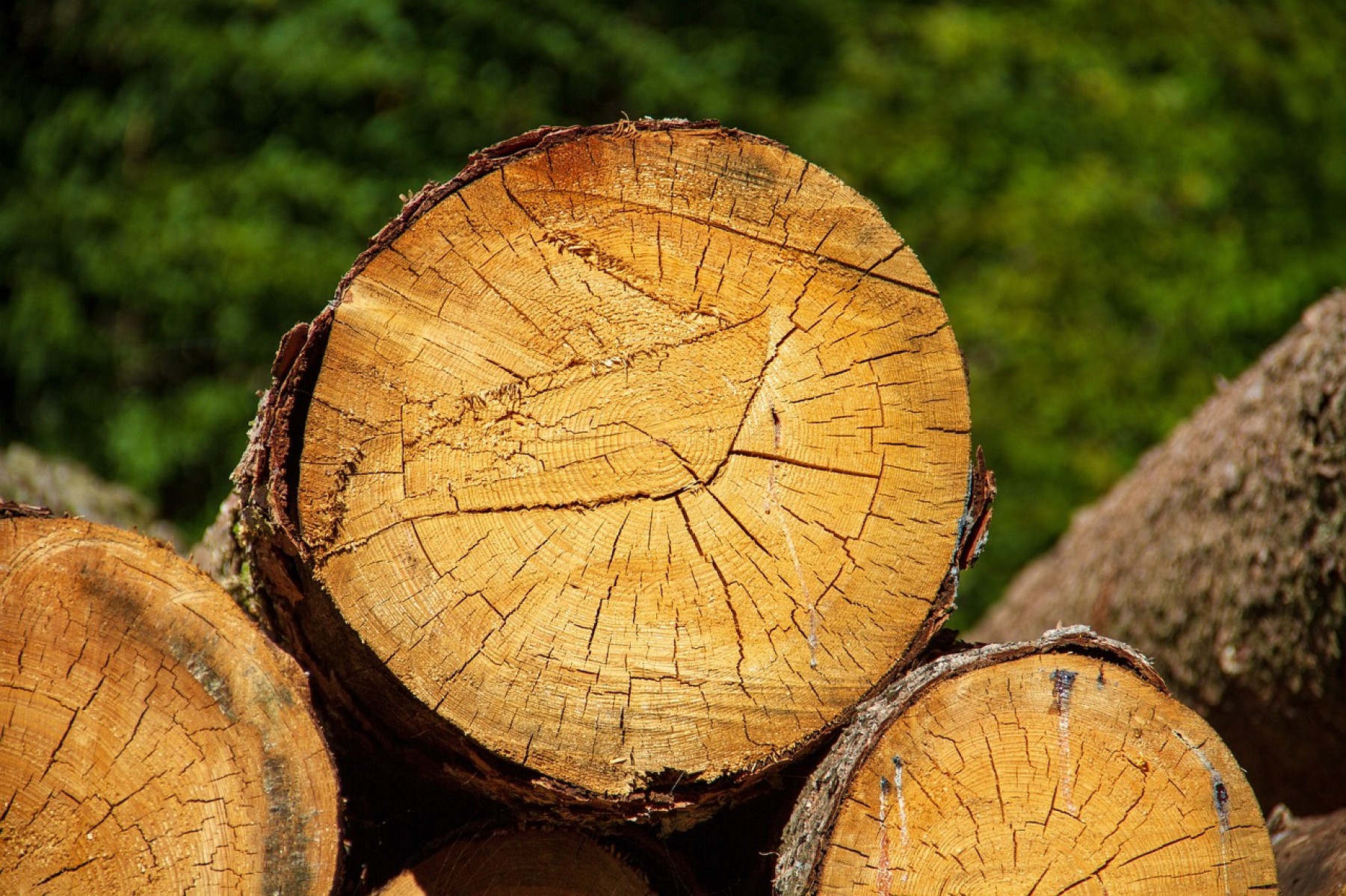 Az erdőről, az erdő védelméről és az erdőgazdálkodásról szóló törvény változásairól