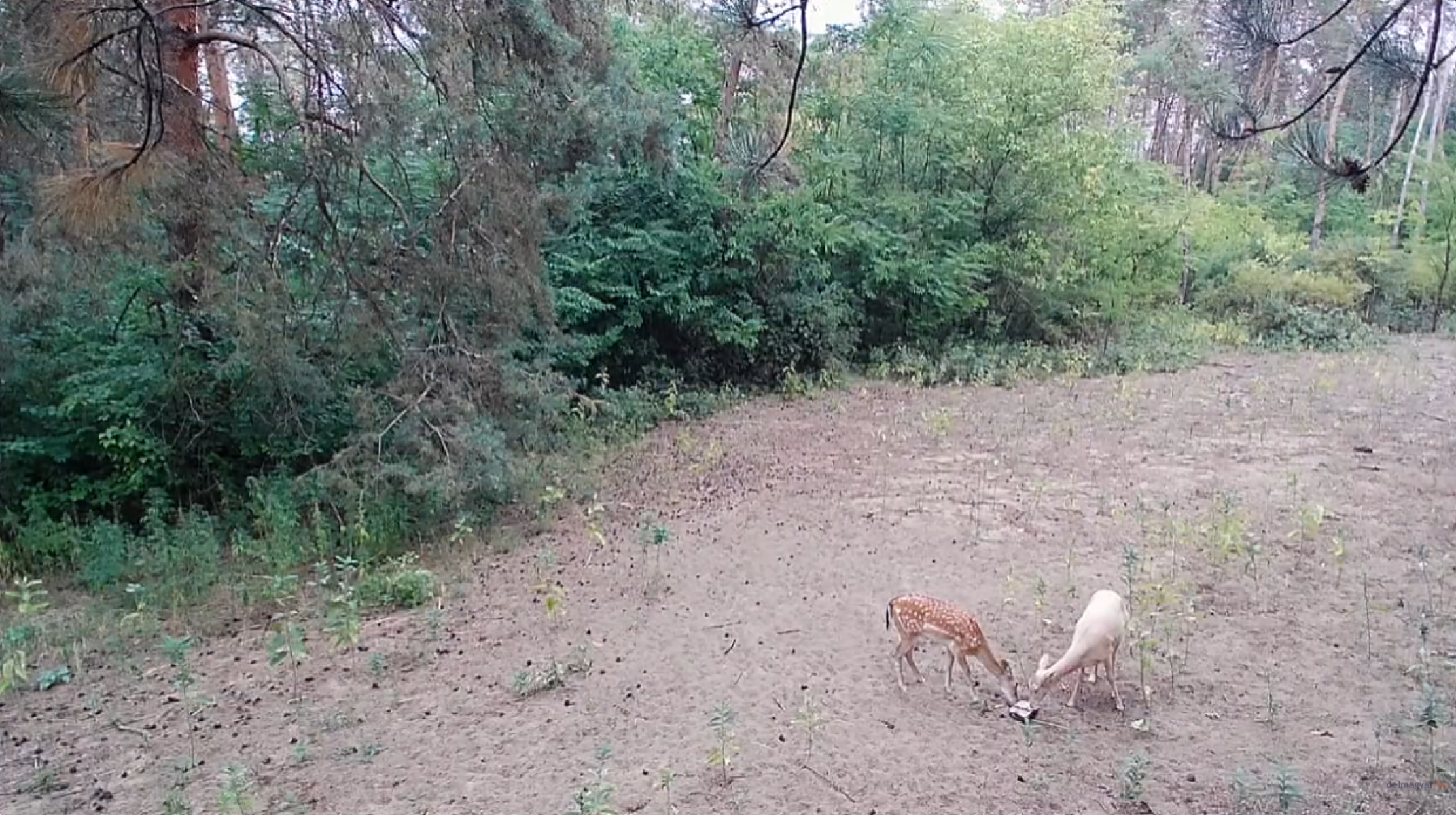 Hófehér dámszarvast rögzített a vadkamera