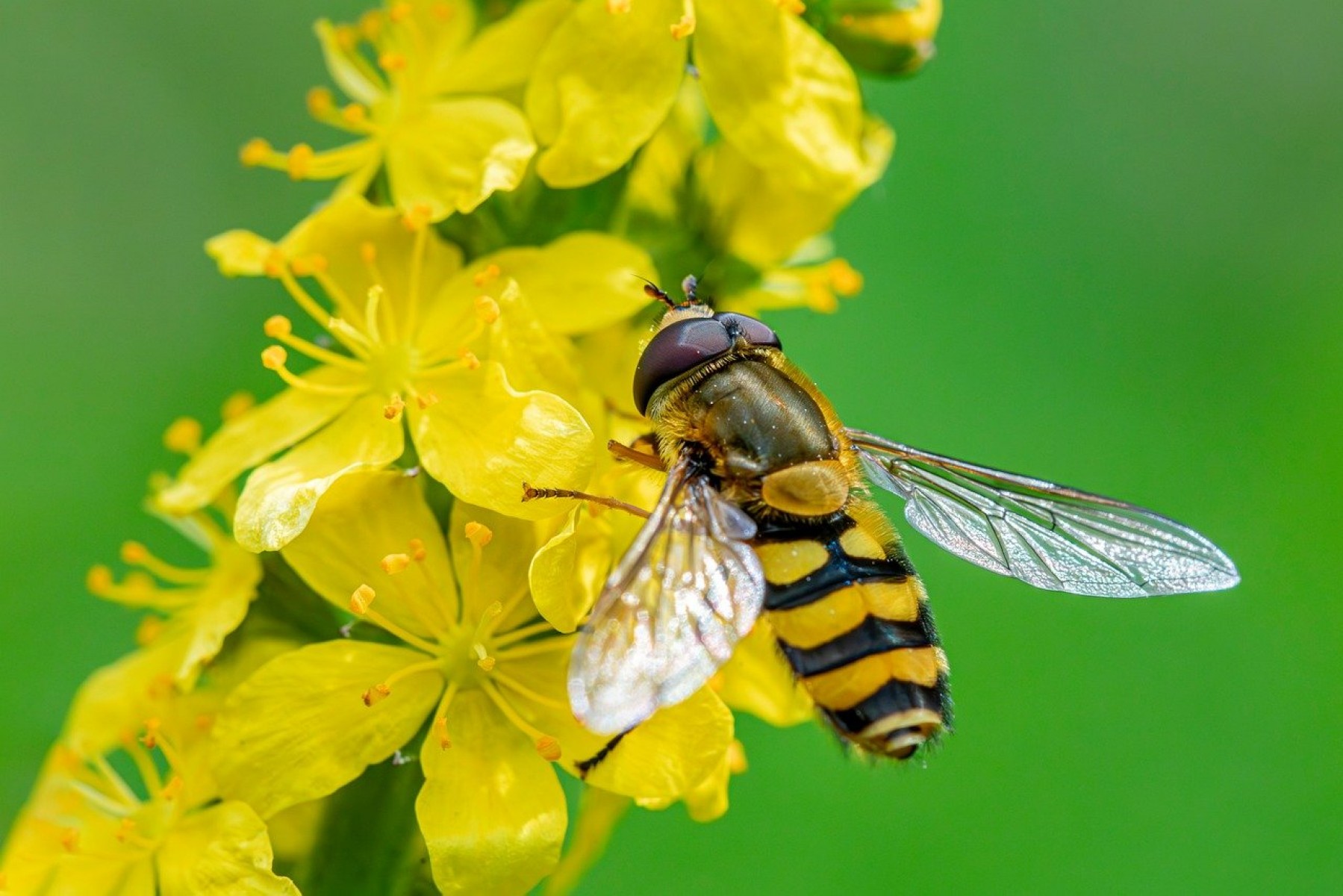Már csak pár napig lehet szavazni az év beporzójára
