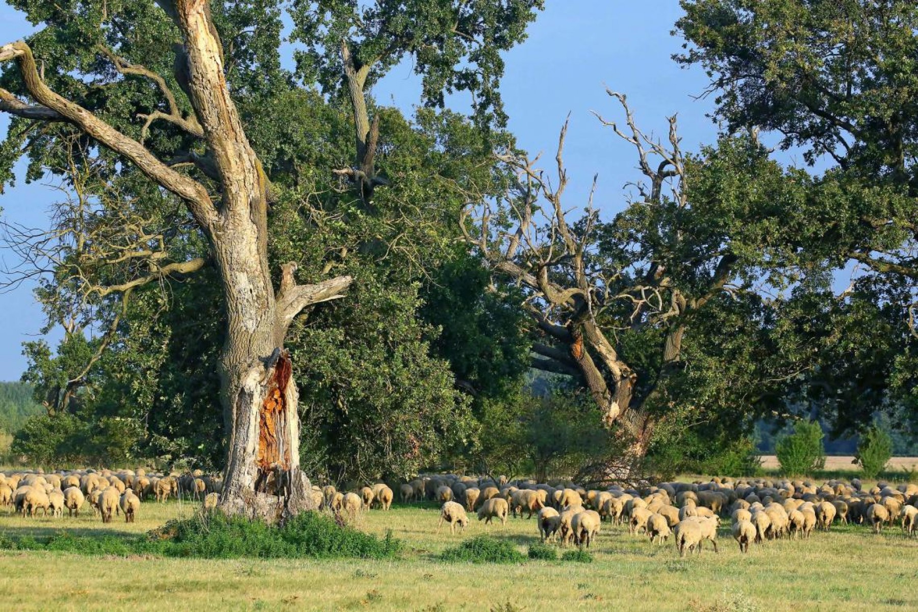 Középpontban a fáslegelő - Az őshonos fákkal tarkított gyepterület lett az 