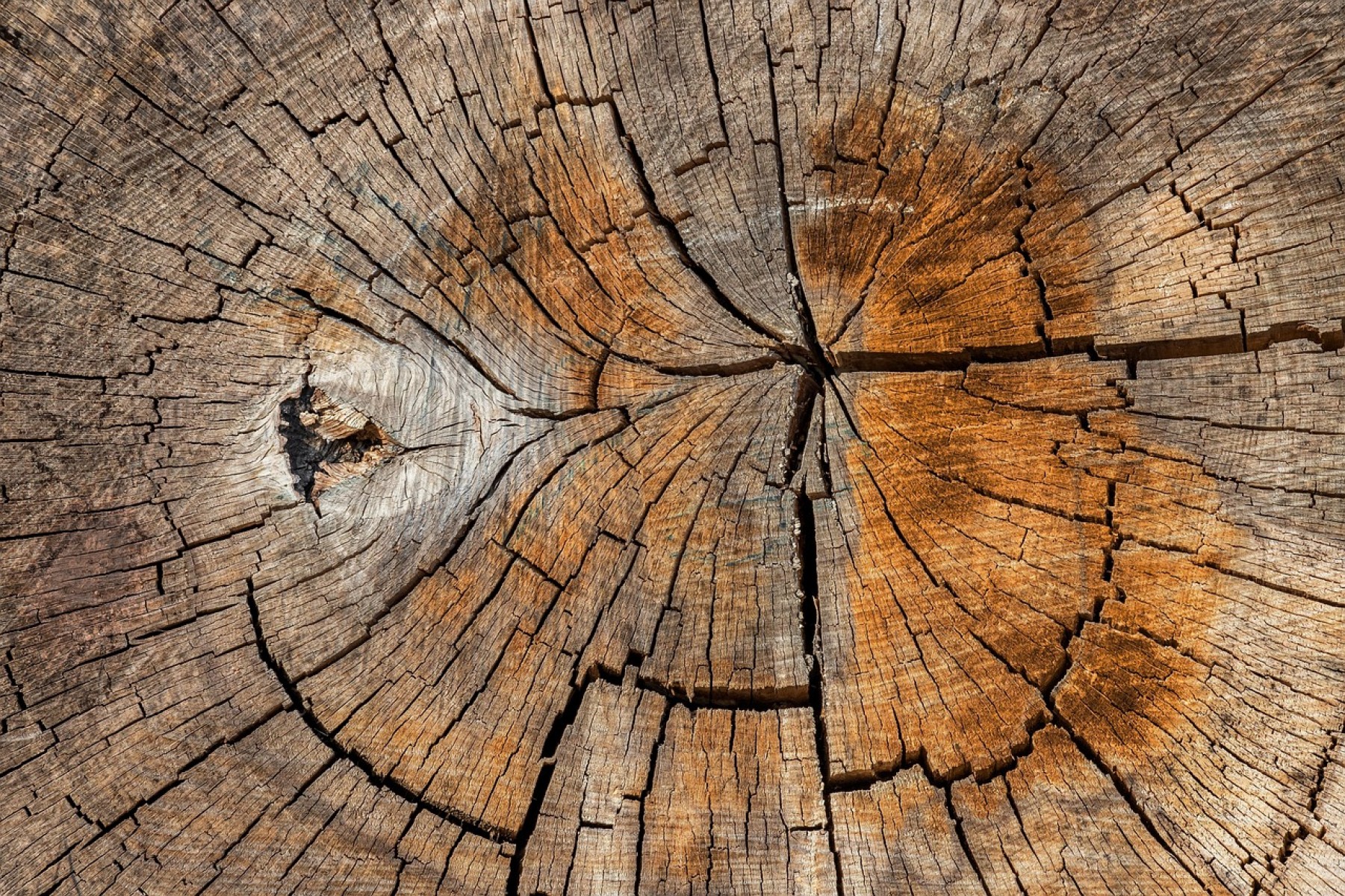 Online is részt lehet venni az erdészeti klímaadaptációs fórum ülésén