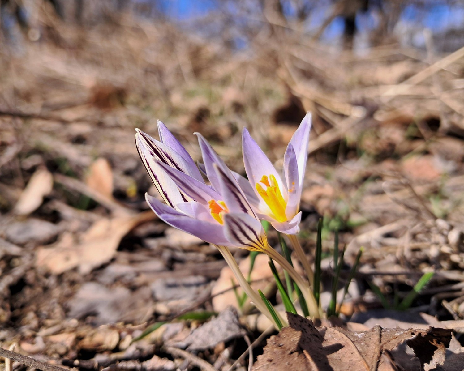 Felzúgtak a fűrészek és a fűkaszák - Védett növények élőhelyét gondozták