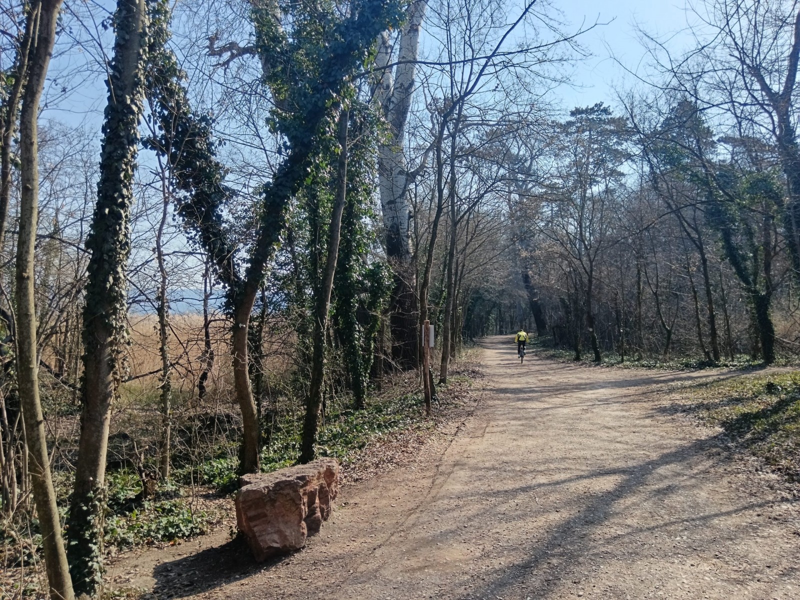 Invazív fajok visszaszorítása, természetalapú városierdő-kezelés a tatai Öreg-tónál