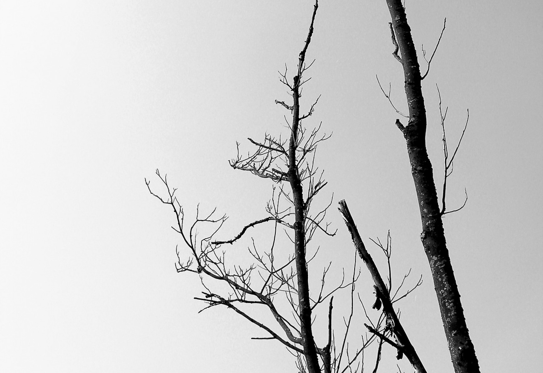 Eltűnhetnek a bakonyi erdők?