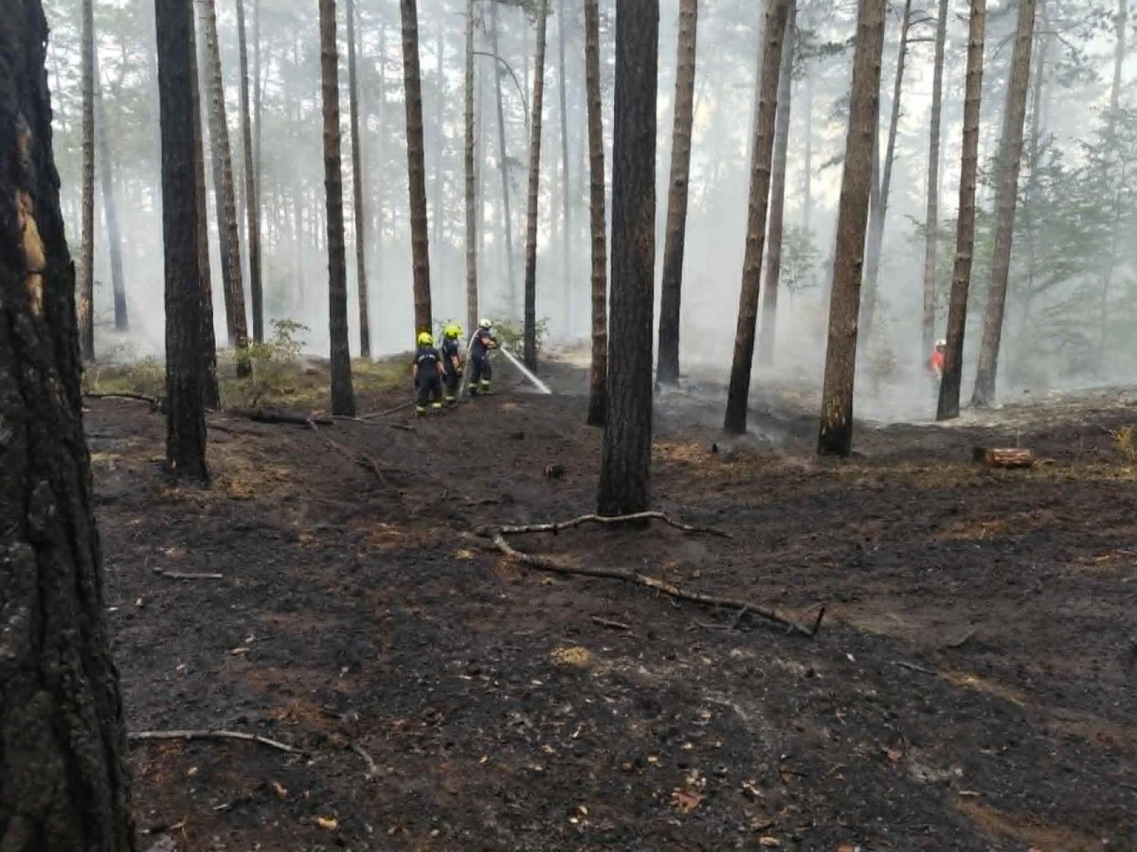 Fenyves aljnövényzete kapott lángra