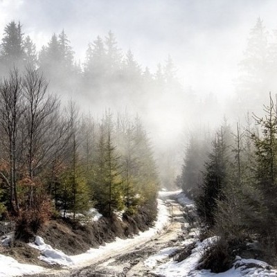 Elfogadták Románia 2030-ig szóló országos erdőstratégiáját