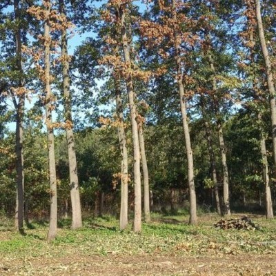 Két díszbogárfaj károsítása miatt zajlik fakitermelés Pósteleken