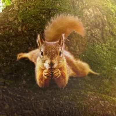 Ezt a természetfilmet látni kell: 80 perc egy tölgyfa életéről (+Előzetes videó)