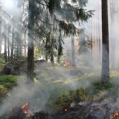 Az erdőgazdálkodók is lekérdezhetők az EUTR keresőben