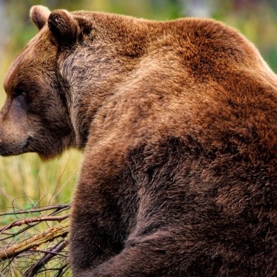 Medve szökött be az erdőből az állatkertbe