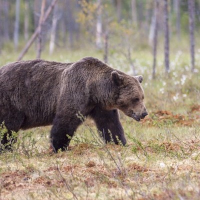A legtöbb vadkárt medve okozta Kovászna megyében