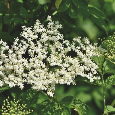 Erdőszélek fehérben virágzó bokorcsodája –  Bővítenék a bodza fajtaválasztékát