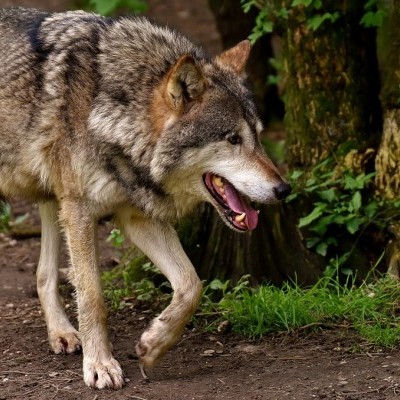 Nem, nem hungarikum a farkaskilövés – bebizonyítom