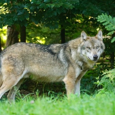 Kutatások szerint a gímszarvas lehet a szürke farkas legkedveltebb tápláléka