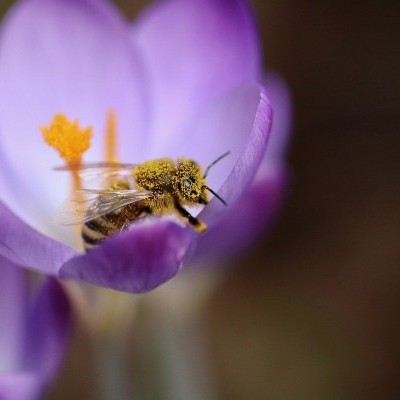 A klímaváltozás a méhek életére sincs tekintettel