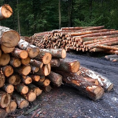 NAK: kihívásokkal teli gazdálkodási környezetben kezdi az erdészeti ágazat az őszi munkákat