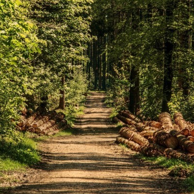 A mellékletek listájával bővült „Az erdőpotenciál abiotikus vagy biotikus károkozást követő helyreállítása” című felhívás