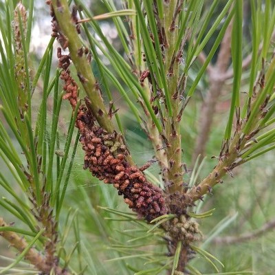 Újabb tűfogyasztó rovar károsít a kiskunsági erdősítésekben