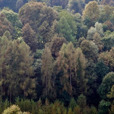 Erdészeti meteorológia: a Vérteserdőnél így védik az erdőt