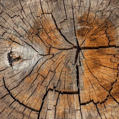 Online is részt lehet venni az erdészeti klímaadaptációs fórum ülésén