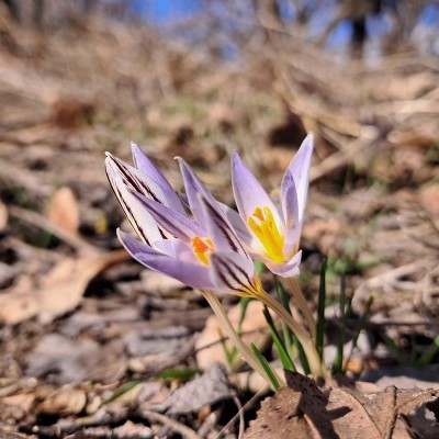 Felzúgtak a fűrészek és a fűkaszák - Védett növények élőhelyét gondozták