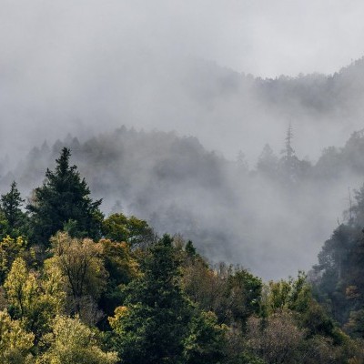 2500 ha erdőt perelt vissza az állam