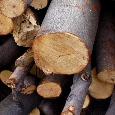 Álláshirdetés: erdész munkatársakat keres a Kozák-Trans Kft.