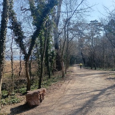 Invazív fajok visszaszorítása, természetalapú városierdő-kezelés a tatai Öreg-tónál