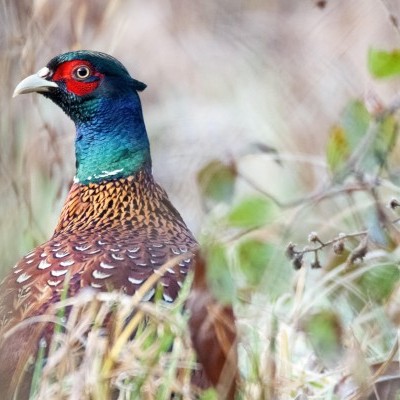 Megszűntek a madárinfluenza miatt korlátozott körzetek Magyarországon