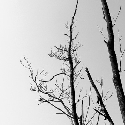 Eltűnhetnek a bakonyi erdők?