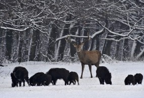 Etetik a vadon élő állatokat a Felső-Tisza mentén