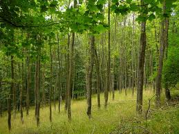 Támogatás igényelhető a fiatal erdők állományneveléséhez február 1-jétől