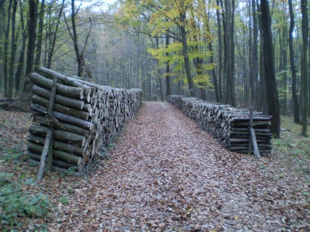 A Szombathelyi Erdészeti Zrt. pályázatot hirdet fakitermelési munkák elvégzésére