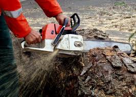 Ingatlanokat veszélyeztető fák kitermelését végzi a Pilisi Parkerdő Zrt. az Esztergom - Búbánat völgyben