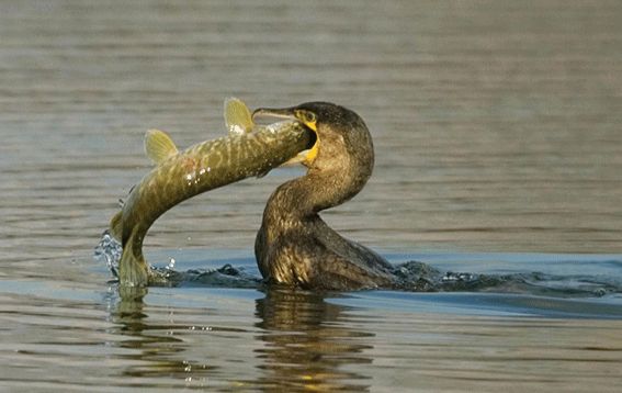 Több halat fognak a kormoránok, mint a horgászok a Tisza-tavon