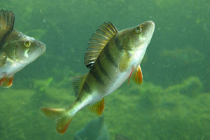 Agresszívvá teszi a halakat a leggyakrabban használt szorongásoldó