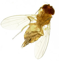 Drosophila suzukii nőstény(fotó: Dr. G. Steck)
