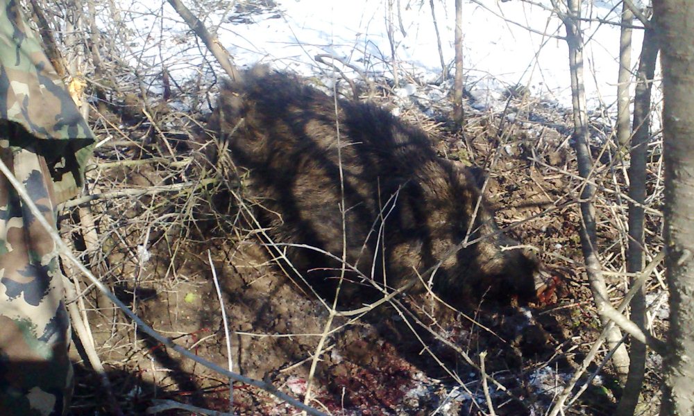 Hurokba szorult vaddisznót találtak Pilisjászfalu közelében