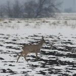 Újra kezdték a vadak téli etetését Szolnok határában