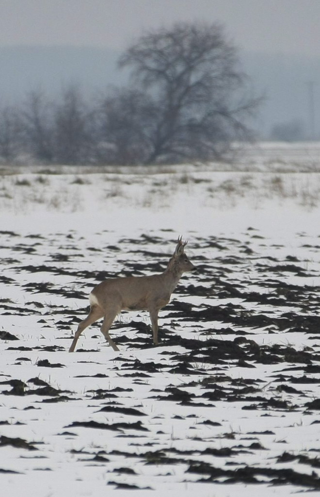 Újra kezdték a vadak téli etetését Szolnok határában