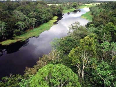 Jól alkalmazkodnak az Amazonas esőerdői a klímaváltozáshoz