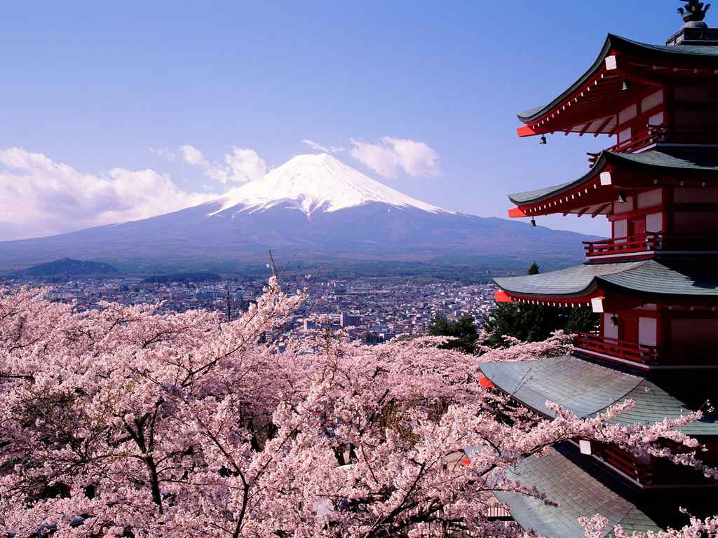 cherry_blossoms_and_mount_