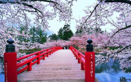 Korán kezdődött a cseresznyevirágzás Japánban